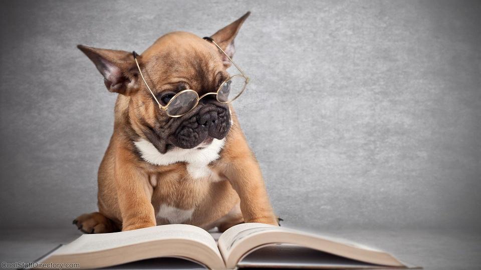 Kutya könyvet olvas
