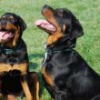 Rottweiler kölykök – a család új tagjai