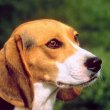 Értsük meg a beagle viselkedését