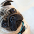 Miért maradnak népszerűek a nyomott orrú kutyák az egészségügyi problémák ellenére?