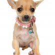 Chihuahua – ismerjük meg ezt a kutya fajtát