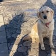 Golden retriever kutyusok gazdit keresnek