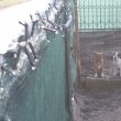 Eladó American Staffordshier terrier kiskutyák