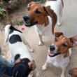 Jack Russel Terrier kiskutyák eladók