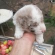 Cifra mudi terelő kiskutyák eladók
