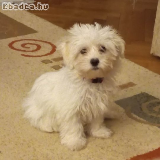 Ingyen elvihet Bichon Havanese Kiskutya fajtatiszta K n l