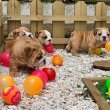 Csodálatos angol bulldog kölyökkutyák 