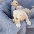 Labrador jellegú kiskutyák gazdit keresnek