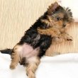Adorable small breed yorkies for sale 