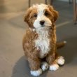 golden doodle puppies for rehoming