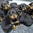 Adorable German Rottweiler ready for adoption 