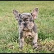 french bull dog puppies for good homes