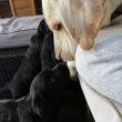 Labrador jellegű kiskutya 