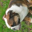 Eladó 9hónapos angol bulldog kutyud