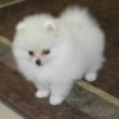 Gyönyörű fajtatiszta törpe spitz kiskutya