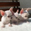 Gyönyörű Chihuahua kölykök Rehoming