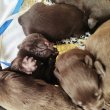 Labrador retriever kiskutyák ingyen örökbefogaható 