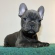 Kék francia bulldog kiskutya eladó