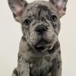 Kék merle francia bulldog kisfiú eladó