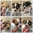 Chihuahua, bújós kölykök