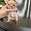 Gyönyörű Chihuahua kölykök
