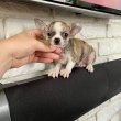 Gyönyörű Chihuahua kölykök
