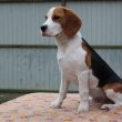 Törzskönyves tricolor beagle kan kiskutya  eladó !