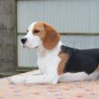 Törzskönyves tricolor beagle kan kiskutya  eladó !