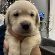 Labrador kiskutyák fajtatiszta igényes alomból