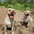 Labrador kiskutyák fajtatiszta igényes alomból