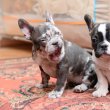 Francia bulldog EGZOTIKUS kiskutyák eladó