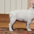 Francia bulldog EGZOTIKUS kiskutyák eladó