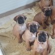 Bullmastiff tkv-es kiskutyák eladók Pest megyében 
