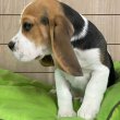 Beagle kölykök