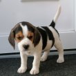 Gyönyörű beagle kölykök eladók 
