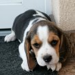 Gyönyörű beagle kölykök eladók 