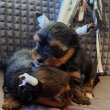 Kislány Yorkshire Terrier kiskutyák eladóak