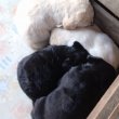 Labrador retriever jellegű kiskutyák