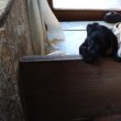 Labrador retriever jellegű kiskutyák