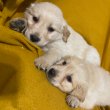 Gyönyörű Golden Retriever kutyusok eladók!