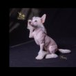 Kinai meztelen kiskutya