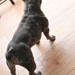 Francia bulldog szuka  (kimagasló vérvonal)