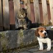 Gyönyörű Beagle jellegű kiskutyák 