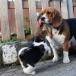 Gyönyörű Beagle jellegű kiskutyák 