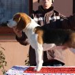Törzskönyves tricolor beagle kan kutya eladó !