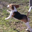Törzskönyves tricolor beagle kan kutya eladó !