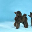 Mini uszkár kiskutyák eladók
