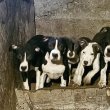 Amerikai staffordshire terrier (Amstaff) eladó 