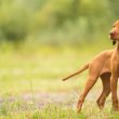 Magyar vizsla kölyök kutyák foglalhatóak