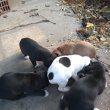 kiskutyák eladók Labrador Retrivert
